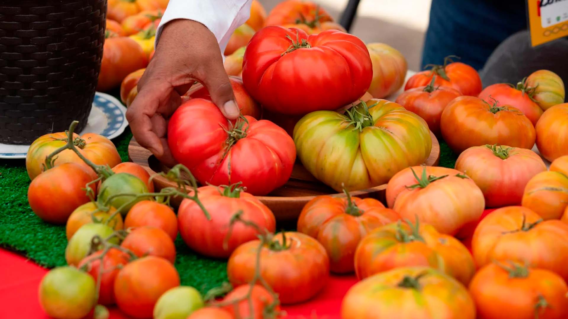 Comunidad atacameña y visitantes disfrutan de la Fiesta del Tomate en Camar